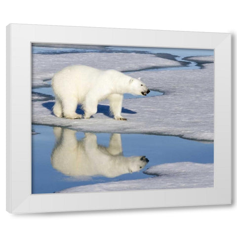 Norway, Svalbard Polar bear reflected in pool White Modern Wood Framed Art Print by Young, Bill