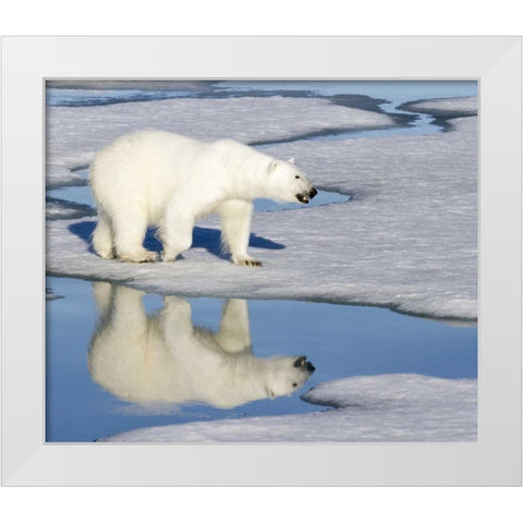 Norway, Svalbard Polar bear reflected in pool White Modern Wood Framed Art Print by Young, Bill