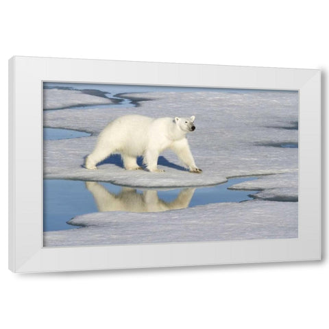 Norway, Svalbard Polar bear reflected in pool White Modern Wood Framed Art Print by Young, Bill