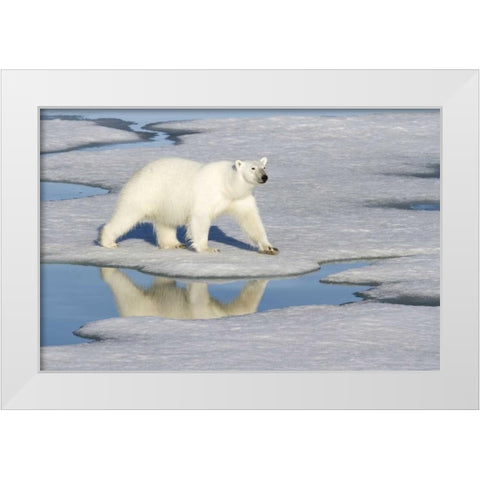 Norway, Svalbard Polar bear reflected in pool White Modern Wood Framed Art Print by Young, Bill