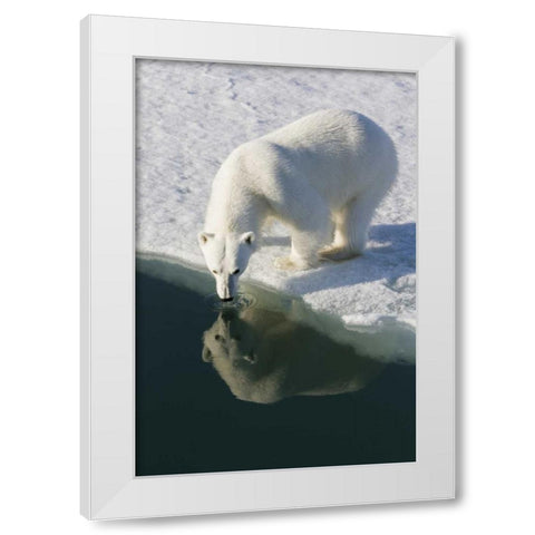Norway, Svalbard Polar bear reflected in water White Modern Wood Framed Art Print by Young, Bill