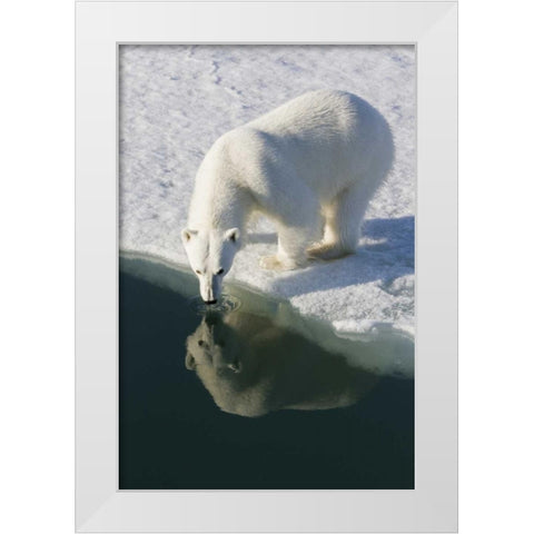 Norway, Svalbard Polar bear reflected in water White Modern Wood Framed Art Print by Young, Bill