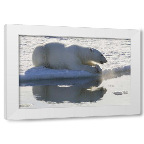 Norway, Svalbard Polar bear backlit as it sits White Modern Wood Framed Art Print by Young, Bill