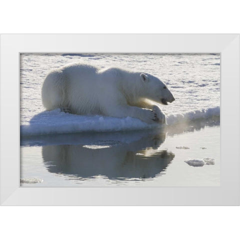 Norway, Svalbard Polar bear backlit as it sits White Modern Wood Framed Art Print by Young, Bill