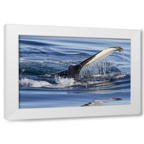 Norway, Svalbard Humpback whale tailfin breeches White Modern Wood Framed Art Print by Young, Bill