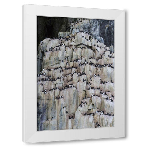 Norway, Svalbard Alkefjellet cliff bird colony White Modern Wood Framed Art Print by Young, Bill