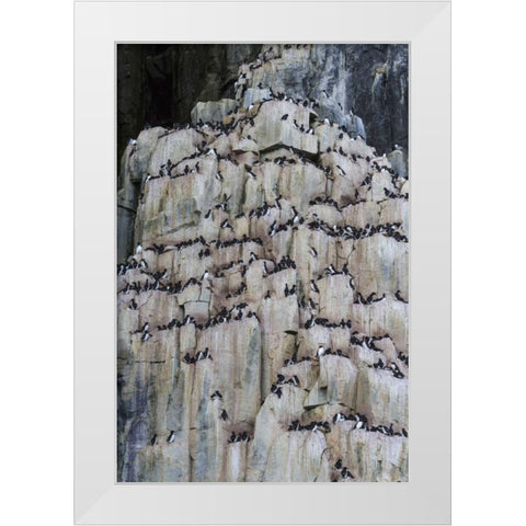 Norway, Svalbard Alkefjellet cliff bird colony White Modern Wood Framed Art Print by Young, Bill