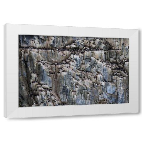 Norway, Svalbard Alkefjellet cliff bird colony White Modern Wood Framed Art Print by Young, Bill