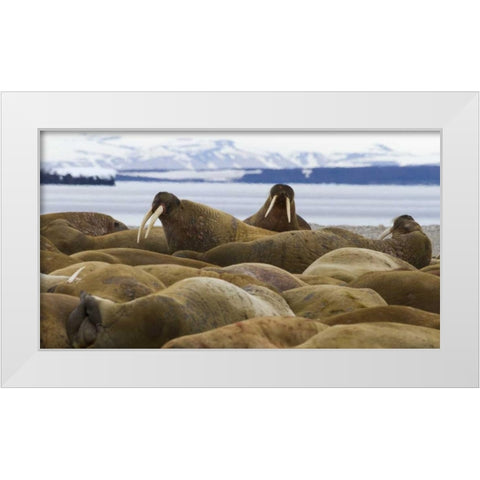 Norway, Svalbard, Torellneset Walruses resting White Modern Wood Framed Art Print by Young, Bill