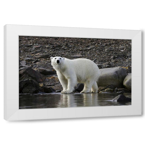 Norway, Svalbard Polar bear next to water White Modern Wood Framed Art Print by Young, Bill