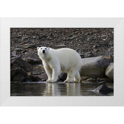 Norway, Svalbard Polar bear next to water White Modern Wood Framed Art Print by Young, Bill
