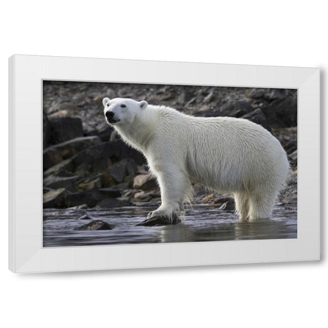 Norway, Svalbard Polar bear standing in water White Modern Wood Framed Art Print by Young, Bill