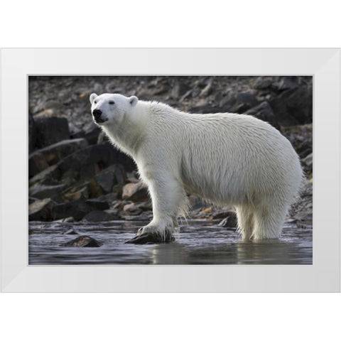 Norway, Svalbard Polar bear standing in water White Modern Wood Framed Art Print by Young, Bill