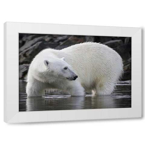 Norway, Svalbard Polar bear standing in water White Modern Wood Framed Art Print by Young, Bill