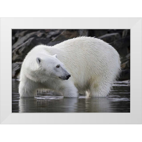 Norway, Svalbard Polar bear standing in water White Modern Wood Framed Art Print by Young, Bill