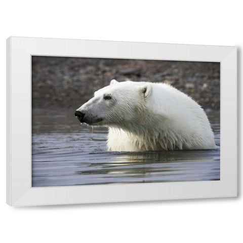 Norway, Svalbard Polar bear standing in water White Modern Wood Framed Art Print by Young, Bill