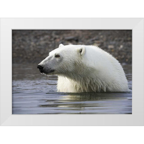 Norway, Svalbard Polar bear standing in water White Modern Wood Framed Art Print by Young, Bill