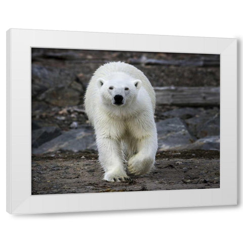 Norway, Svalbard Polar bear on rocky ground White Modern Wood Framed Art Print by Young, Bill
