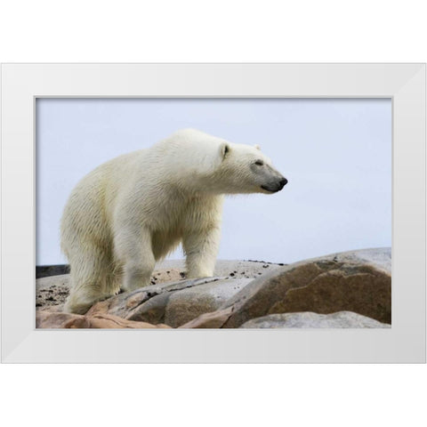 Norway, Svalbard Polar bear on rocky ground White Modern Wood Framed Art Print by Young, Bill
