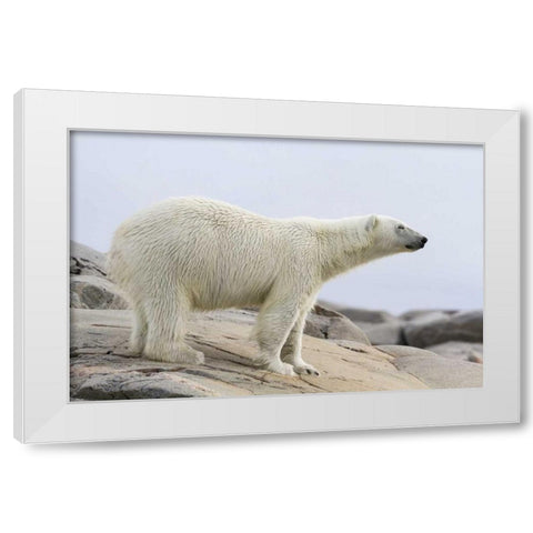 Norway, Svalbard Polar bear standing White Modern Wood Framed Art Print by Young, Bill