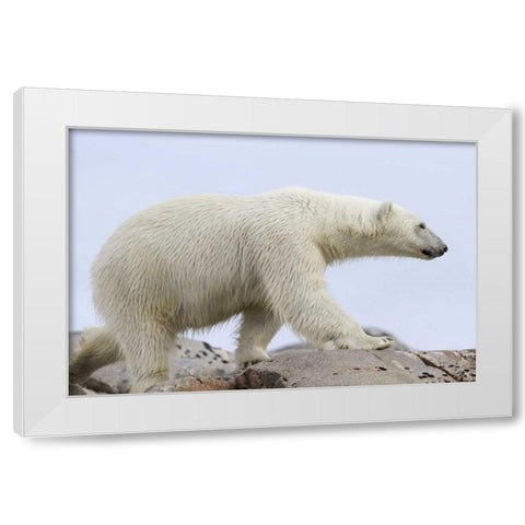 Norway, Svalbard Polar bear walking on rocks White Modern Wood Framed Art Print by Young, Bill