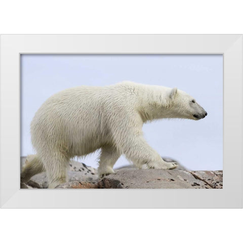Norway, Svalbard Polar bear walking on rocks White Modern Wood Framed Art Print by Young, Bill