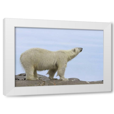Norway, Svalbard Polar bear sniffing the air White Modern Wood Framed Art Print by Young, Bill
