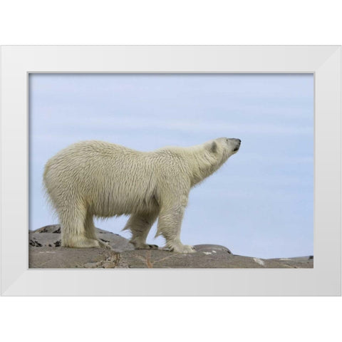 Norway, Svalbard Polar bear sniffing the air White Modern Wood Framed Art Print by Young, Bill