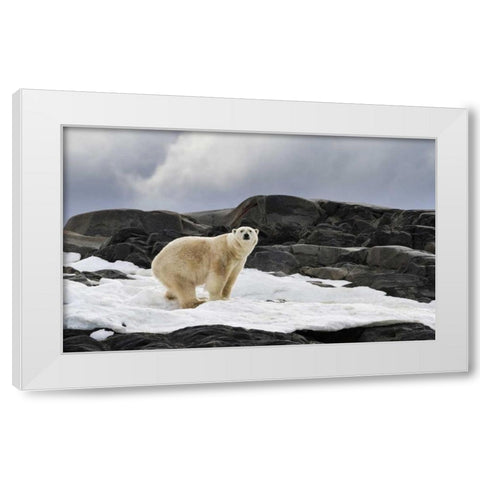 Norway, Svalbard Polar bear on snow White Modern Wood Framed Art Print by Young, Bill