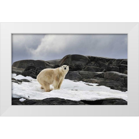 Norway, Svalbard Polar bear on snow White Modern Wood Framed Art Print by Young, Bill