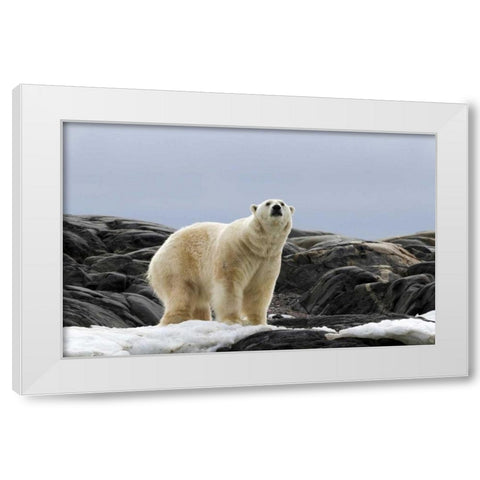 Norway, Svalbard Polar bear on snow White Modern Wood Framed Art Print by Young, Bill