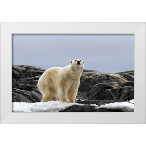 Norway, Svalbard Polar bear on snow White Modern Wood Framed Art Print by Young, Bill