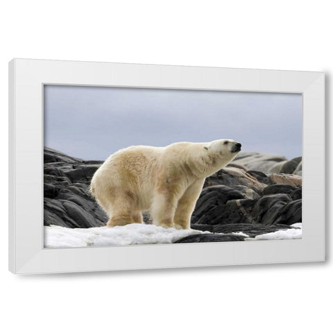 Norway, Svalbard Polar bear on snow White Modern Wood Framed Art Print by Young, Bill