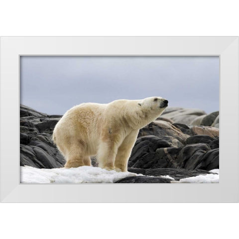 Norway, Svalbard Polar bear on snow White Modern Wood Framed Art Print by Young, Bill