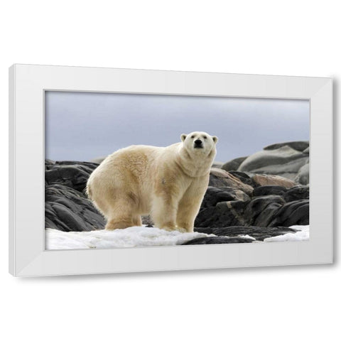 Norway, Svalbard Polar bear on snow White Modern Wood Framed Art Print by Young, Bill