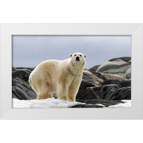 Norway, Svalbard Polar bear on snow White Modern Wood Framed Art Print by Young, Bill