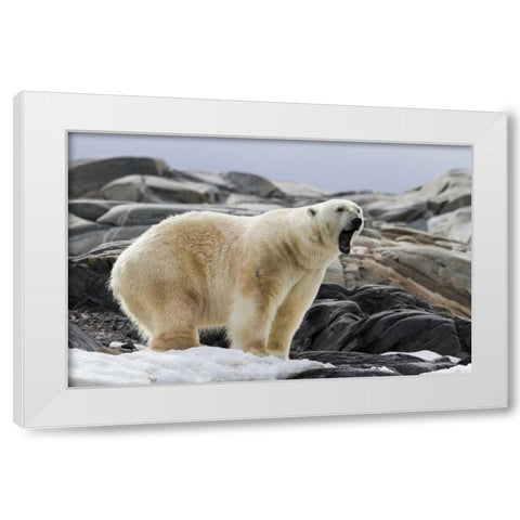 Norway, Svalbard Polar bear yawning White Modern Wood Framed Art Print by Young, Bill