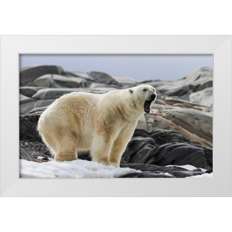 Norway, Svalbard Polar bear yawning White Modern Wood Framed Art Print by Young, Bill