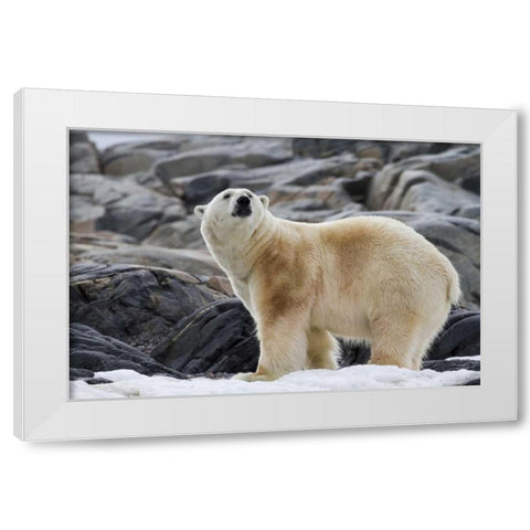 Norway, Svalbard Polar bear on snow White Modern Wood Framed Art Print by Young, Bill