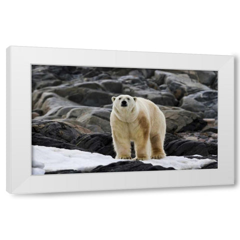 Norway, Svalbard Polar bear on snow White Modern Wood Framed Art Print by Young, Bill