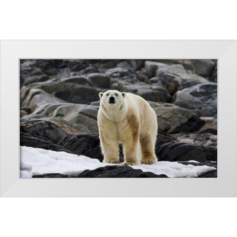 Norway, Svalbard Polar bear on snow White Modern Wood Framed Art Print by Young, Bill