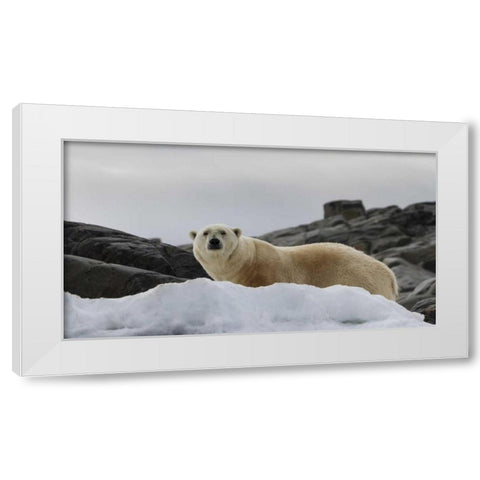 Norway, Svalbard Polar bear on snow White Modern Wood Framed Art Print by Young, Bill