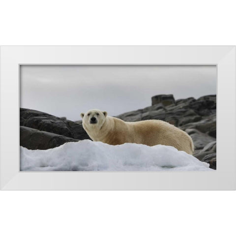 Norway, Svalbard Polar bear on snow White Modern Wood Framed Art Print by Young, Bill