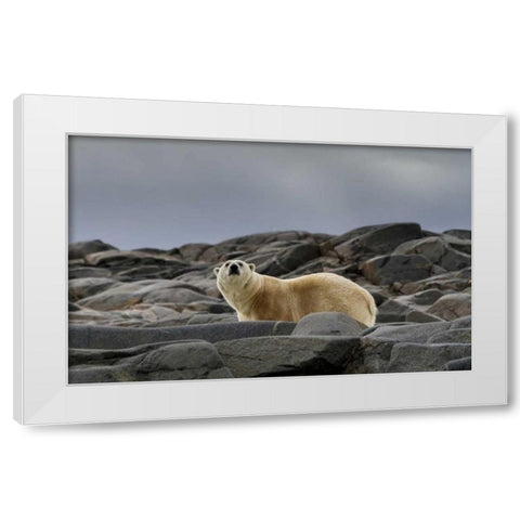 Norway, Svalbard Polar bear on rocky ground White Modern Wood Framed Art Print by Young, Bill