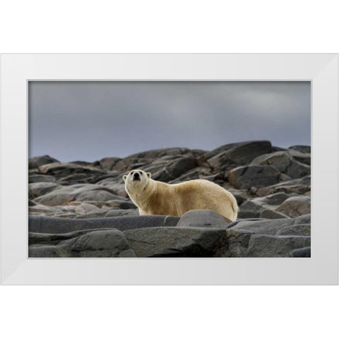 Norway, Svalbard Polar bear on rocky ground White Modern Wood Framed Art Print by Young, Bill
