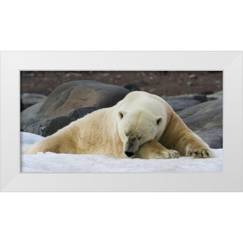 Norway, Svalbard Polar bear sleeping on snow White Modern Wood Framed Art Print by Young, Bill