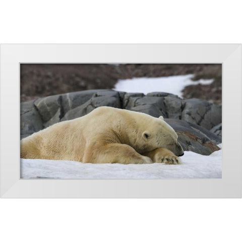 Norway, Svalbard Polar bear sleeping on snow White Modern Wood Framed Art Print by Young, Bill