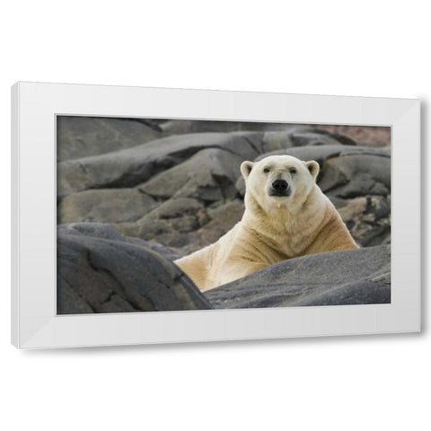 Norway, Svalbard Polar bear on rocky ground White Modern Wood Framed Art Print by Young, Bill