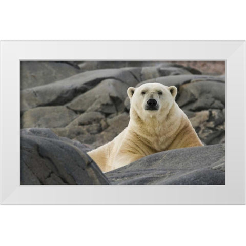 Norway, Svalbard Polar bear on rocky ground White Modern Wood Framed Art Print by Young, Bill