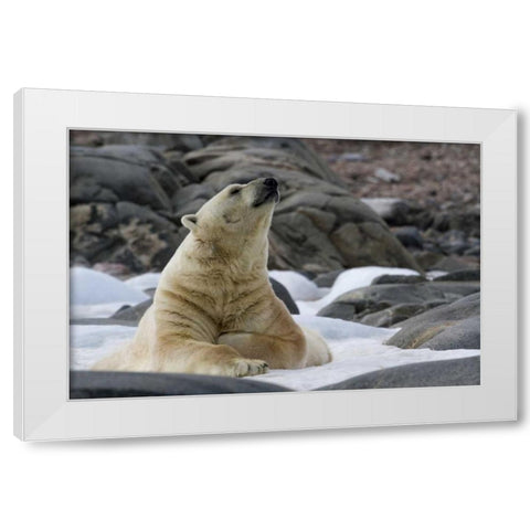Norway, Svalbard Polar bear on snow White Modern Wood Framed Art Print by Young, Bill